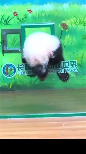 Baby panda clever escape plan