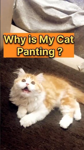 😳Why is my cat panting in summer? 🐱 #Shorts
