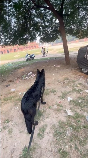 How to make your dog aggressive | Double coat German shepherd #gsds #blackgsd