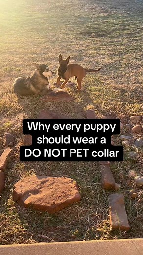 17K views · 129 reactions | Do Not Pet collars are my favorite training tool — this specific collar is from Land Shark Supply Co. its super durable and better quality than any I’ve found in store or on Amazon. It’s all of our pu | Life with Belgian Malinois | Facebook