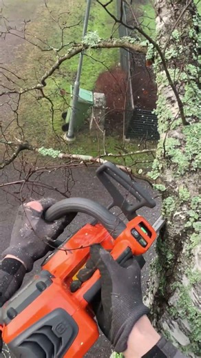 Climbing and limbing a birch tree #chainsaw #wood #tree