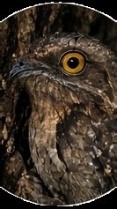 The Weirdest, Most Beautiful Bird Sounds in the World 🌿🕊️ #shorts #birds
