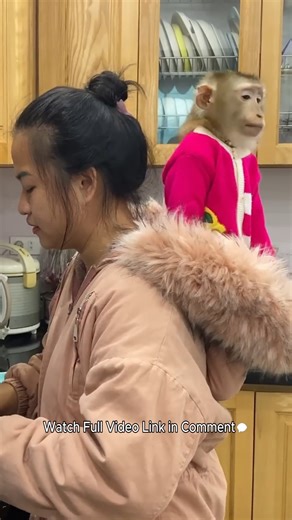 That's very funny! To stay warm, Lyly the monkey curled up inside her mother's cap. | Monkey TV