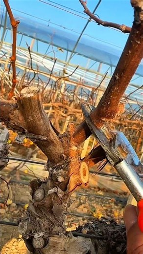 Satisfying grapevine tree pruning #satisfying #pruning #shorts