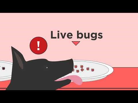 K9 Bed Bug Inspection- Premier Bed Bug Solutions