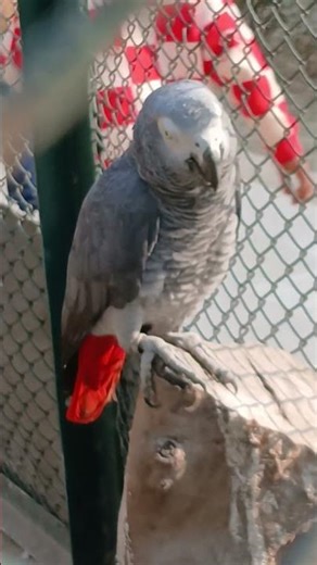 #2026 very beautiful please sono muslimano please 🙏 check end subscribe