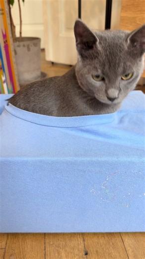 DIY Cat Bed: Simple Steps for Feline Comfort