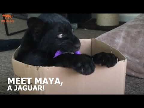 Meet Maya the jaguar! - The Big Cat Sanctuary