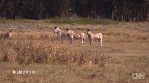 絶滅したシマウマの仲間、１００年ぶりに復活？　南ア