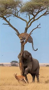 An elephant saved a dying fawn#elephant #deer #leopard #africa