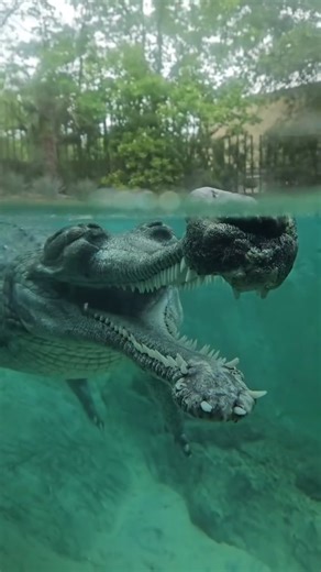 Wow! A fish-eating Crocodile (Crocodylus Gharial) 🐊 disguised as wood 🪵! #landofdiversity2 #Wildlife #Nature #Camouflage #India | Tech It Out with Yang Zhao