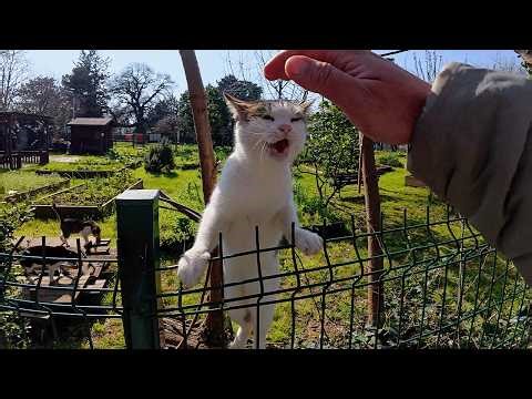 After 6 Years, Stray Cat Geveze Still Greets Me With Meows