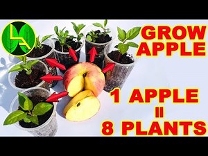 How to grow apple plants from seeds and free plants for my subscribers.