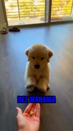 Ten szczeniak to geniusz!🥺❤️
