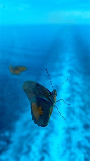 Butterflies hitch a ride on cruise ship! Caribbean Princess deck 18 cruising past Cuba!