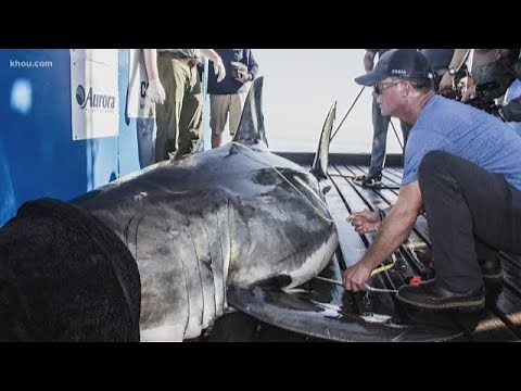 Massive great white shark spotted in Gulf of Mexico