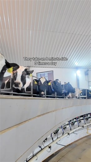 2.4M views · 28K reactions | Our cows spend less than 30 minutes a day on the carousel and it is probably their favorite part of the day! | MVP Dairy | Facebook