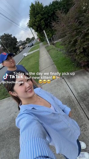 Understanding Your Kitten's First 24 Hours at Home