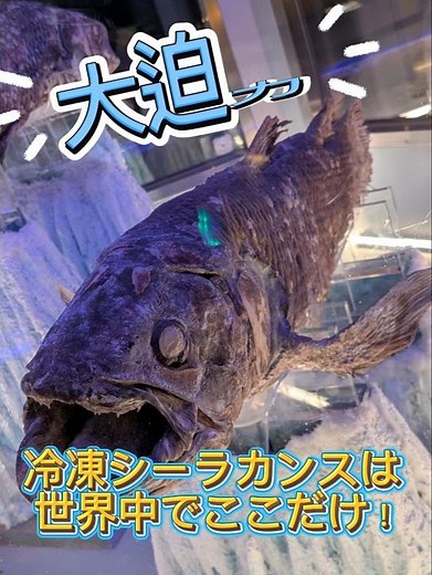 世界でここだけ！？冷凍シーラカンスと深海魚の世界🐟 #沼津港深海水族館 #深海魚 #シーラカンス #水族館 #静岡観光