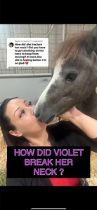 1.1K views · 585 reactions | Replying to @Venita * How did Violet fracture her neck ? And did we have to put anything on her to immobilize her to let it heal ? #stronglikeviolet #miniaturehorses #minihorses #minihorsesofinstagram #DVMFarms #veterinarymedicine #veterinarian #nevergiveup #horses #horsesofinstagram #fracturedneck #americanminiaturehorse #miraclesdohappen | Nicole Jones Pearsall | Facebook