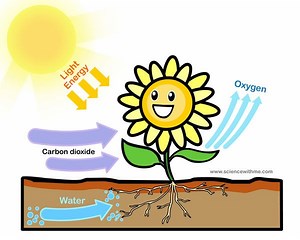 CLIL SCIENCE - PHOTOSYNTHESIS - classe quarta »