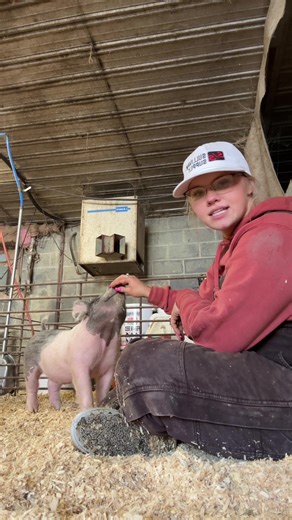 Breaking Pigs: A Fun Guide to Show Pigs