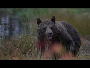 Bears & Wolves, Wildlife Safaris Finland
