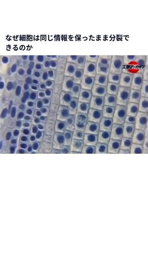 工学アーカイブ on Instagram: "有糸分裂（ミトーシス）は、1つの細胞が2つの同一な娘細胞に分かれる過程です。 このとき、染色体は正確に複製・分配され、親細胞と同じ数と情報が保たれます。 有糸分裂は、生物の成長、組織の修復、古くなった細胞の置き換えに不可欠です。 この仕組みがあることで、多細胞生物は体の構造と機能を維持できます。 分裂の各段階は厳密に制御されており、誤りが起きにくいよう設計されています。 #細胞分裂 #有糸分裂 #生物学 #生命科学 #基礎科学 #理科教育 #科学解説 #細胞のしくみ"