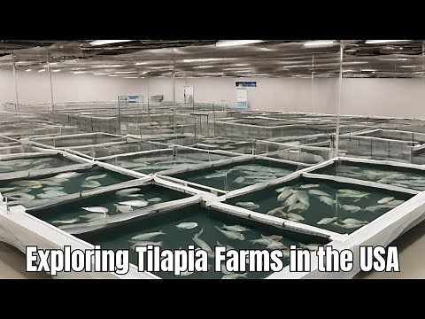 Exploring Tilapia Farms in the USA: Sustainable Aquaculture Practices