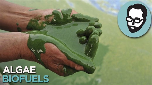 The fuel that grows 60× more oil than crops