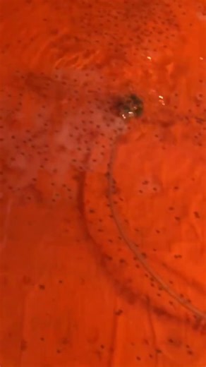 Ếch pacman cái to nên trứng nó to ae nhỉ😇🥰.