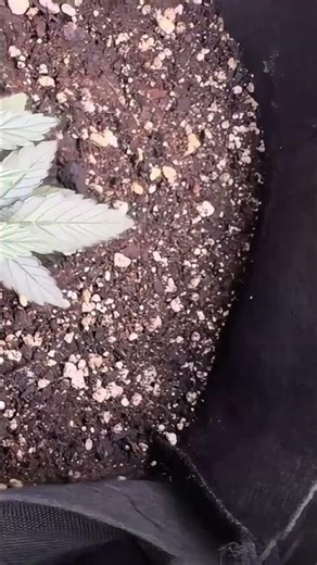 My $100 Budget Closet Setup is BLOWING UP 🌿 #ClosetGrow