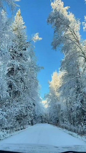 A must-do in Fairbanks😍🦌❄️ 📍 @runningreindeer 🎥 @everydayadventurefam #explorefairbanks #fairbanksalaska #fairbanksak #fairbanks #reindeer #winterwonderland #magical #winter #bucketlist #familytravel #hiddengem #alaska | Explore Fairbanks Alaska