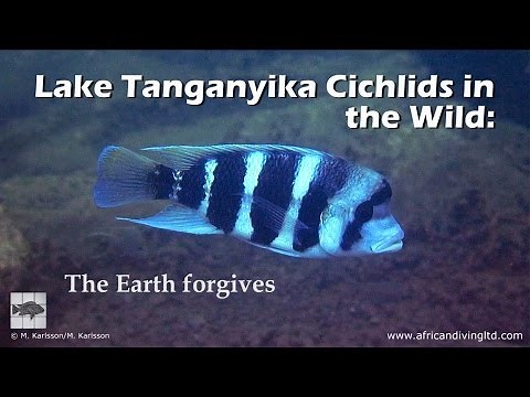 Lake Tanganyika cichlids in the wild: The Earth forgives