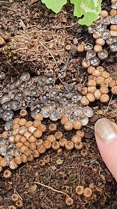 Finding treasures in my garden... magic is everywhere ✨️ | Heidi Willis ~ Artist