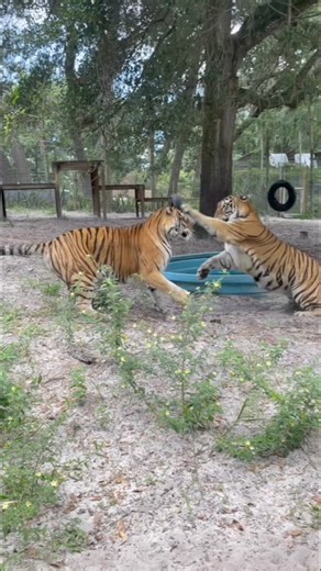 37K views · 1K reactions | Tiger Tuesday fun #tiger #playtime #bigcats #animalsanctuary | The CARE Foundation | Facebook