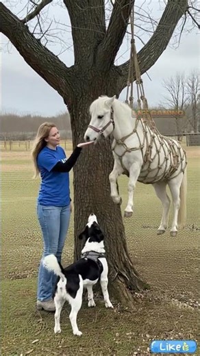 The kind woman rescued a white horse hanging upside down from a tree #wildliferescue