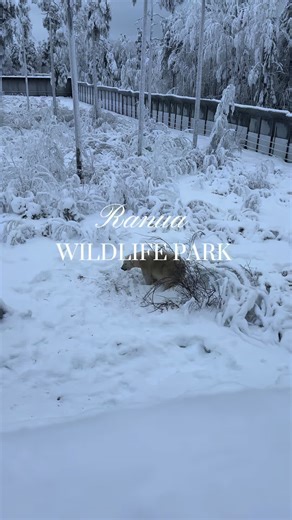 Discover the arctic wild life at Ranua Wildlife Park ! 🦭 Thanks to Arctic Origins, for making this tour full of incredible memories and full of cuteness with these animals ! Get to witness small animals but also big ones, such as the iconic polar bears, and much more to discover ! 🤍 #fyp #lapland
