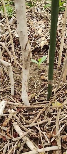 10年放置された茶畑の開墾(DAY6) ／非食用農産物の栽培から始める耕作放棄地再生 #チャノキ #刈り倒し #天然の棚 #苗植え #ひょうたん #へちま #チャレンジ #開墾