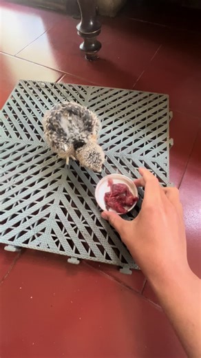 #chimsanmoi #xuhuong #falcon #falconry #dieutrang lớn nhanh nhe cu 🥲