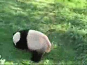 Ninja Panda