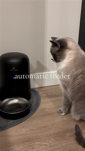 She’s always right on time, we love a punctual queen 🫶💖 #snowshoecat #foodmotivated #petfeeder #cattok #onyourfyp #patientlywaiting