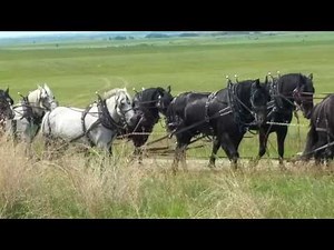 Gleichen 36 Horse and Wagon Team