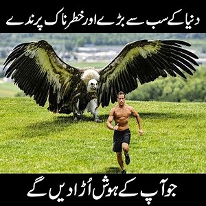biggest birds in the world in urdu hindi | Urdu Cover