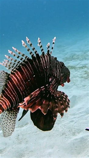 Venomous Lionfish...