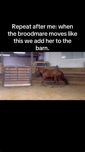 Tito Martini: Exceptional AQHA Broodmare for Sale