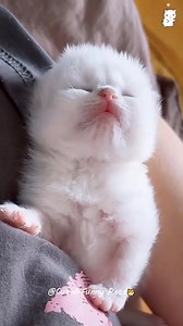 The little guy's hiccuping 😺😺 | Cats and kittens