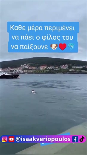 Ο Φλίπερ το δελφίνι και ο Μαξ ο σκύλος οι καλύτεροι φίλοι #voiceover #funny #isaakveriopoulos #dog