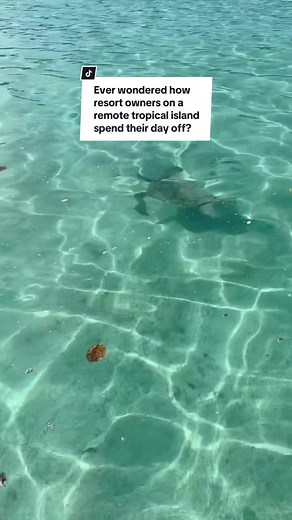 How do resort owners on a remote tropical island spend their day off? 🌴 Exploring abandoned resorts, swimming in crystal-clear waters, and spotting turtles! 🐢🌊 Just another day in paradise! #IslandLife #TropicalEscape #ResortOwners #AbandonedResort #TurtleWatching #TikTokTravel #VanuatuAdventures #RemoteLiving