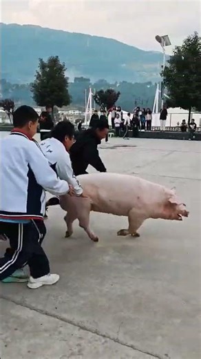 🤣🐖 Pig Loading FAIL! The Truck Scene Goes Wrong!